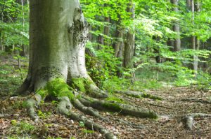 Yoga Tree