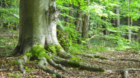 Yoga Tree