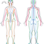 Anatomies (400 x 400 px)-3